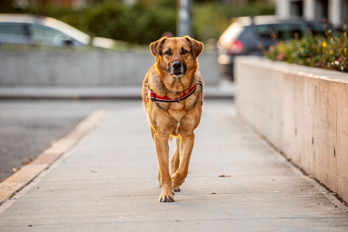 Tierhalterhaftpflichtversicherung Meiningen - ↗️Waldenburger Versicherung AG: ✓Haftpflichtversicherung f&uuml;r Hunde, Tierhalterversicherung, Hundehaftpflichtversicherung, Tierhalterrechtsschutz